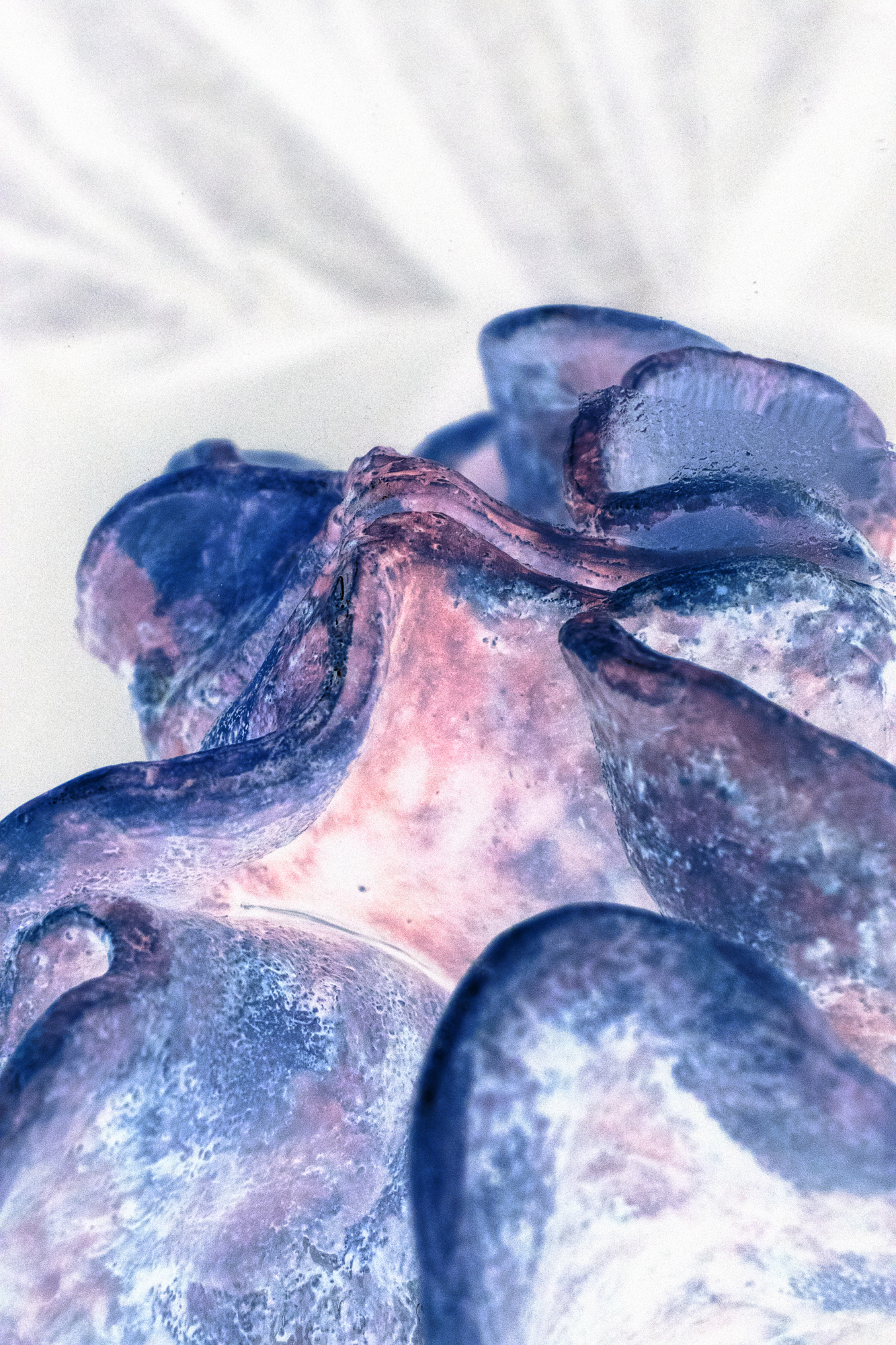 Ceramic sculpture depicting Mollusk close up, glazed with dark blue and salmon pink